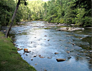 Black Bear Cabin Rentals